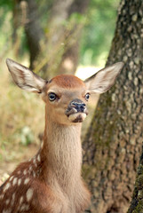 Obraz premium Portret małego daniela w środku lasu w Europie w okresie letnim.