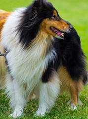 portrait of collie dog. sheepdog portrait