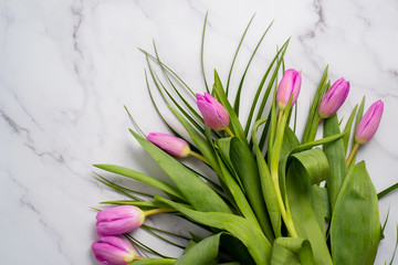 Spring flower pink tulips