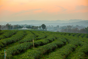 vineyard at sunset