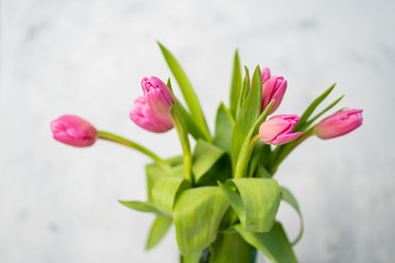 Spring flower pink tulips