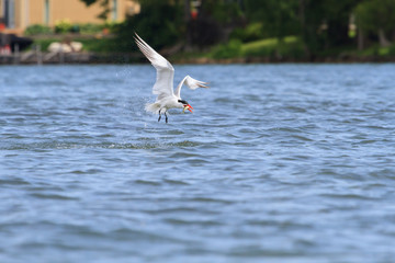 Caspian Tern emerging from the water after a dive with a small fish in its beak/  