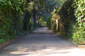 calle entre vegetación