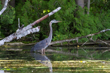 Great Blue Heron wading in shallow water with its reflection showing on the surface. 