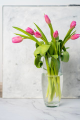 Spring flower pink tulips