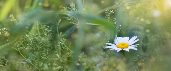 Fototapeta na wymiar Wildflower camomile blooms in the field. Banner size