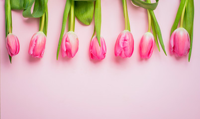 Spring flower pink tulips