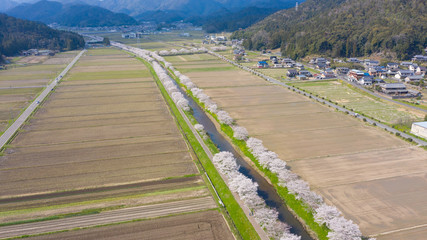 岐阜県 山県市 桜並木 ドローン空撮