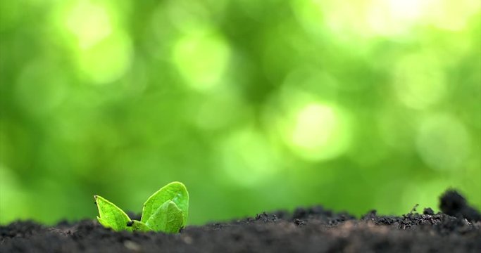 Time lapse. Two sprout grow up from soil on green background. Closeup side view.