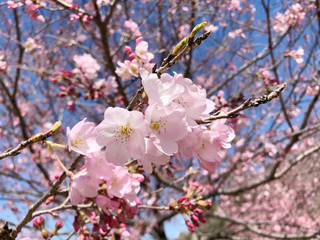 桜（ジンダイアケボノ）