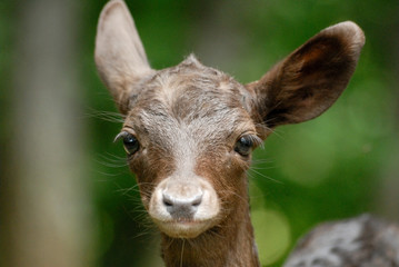 Portrait de petits daims noir au milieu d'une foret en Europe durant l'été.