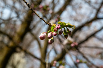 早生桜　松前早咲