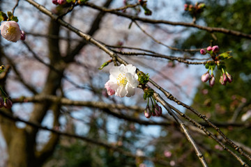 早生桜　松前早咲