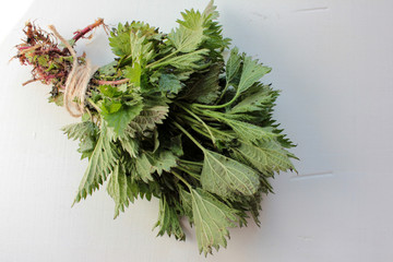 Fresh medicinal plant stinging nettles with green leaves and roots, tied with twine on a white...