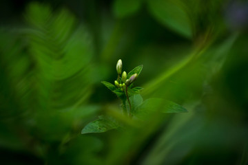 green growing plant close up with blurred background, Selective focus, Selective focus on subject, background blur 
