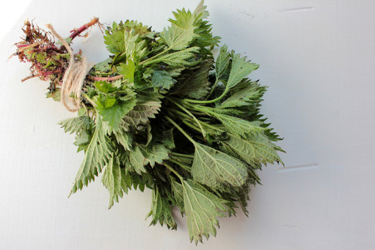 Fresh medicinal plant stinging nettles with green leaves and roots, tied with twine on a white wooden background. Foraging edible plants in spring and summer