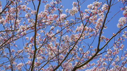 青空と咲き乱れる桜
