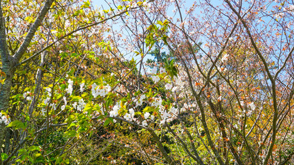 Fototapeta premium 福岡、志賀島の公園に咲き乱れる桜