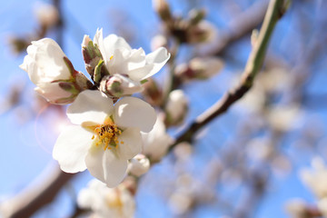 White apricot flower on blue sky, spring weather