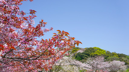 公園の山桜