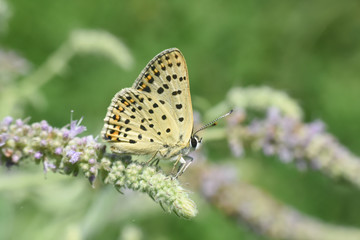 Fototapeta na wymiar Lycaena tityrus, Sooty Copper butterfly in the grass. Small blue butterfly on wild flowers