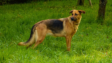 Schäferhund