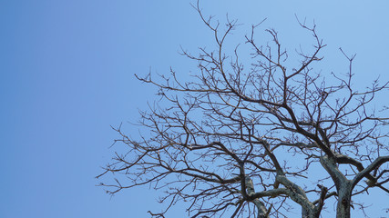 枯れ木と青空