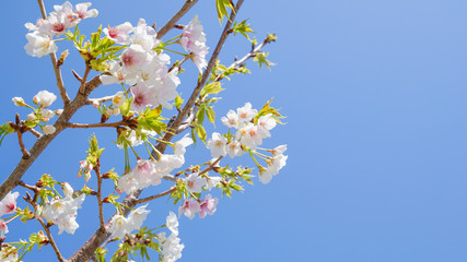 青空と咲き乱れる桜