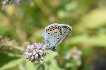 The silver-studded blue Plebejus argus. Common blue butterfly
