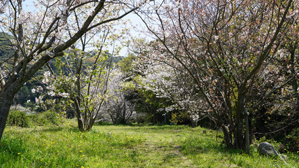 Fototapeta na wymiar 福岡の志賀島の公園に咲く綺麗な桜