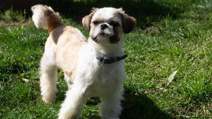Tres beau et adorable Shihtszu qui coure dans le jardin et fait le fou.
