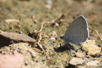 Butterfly Cupido decoloratus, Little blue butterfly. Eastern short-tailed blue butterfly