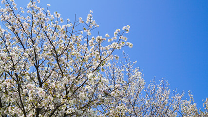 青空と咲き乱れる桜