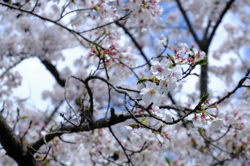 桜～運動公園～