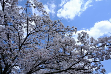 桜～運動公園～