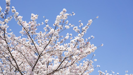 青空と咲き乱れる桜