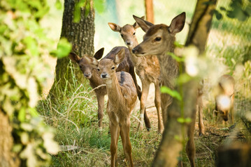 Portrait de petits chevreuils au milieu d'une foret en Europe durant l'été.