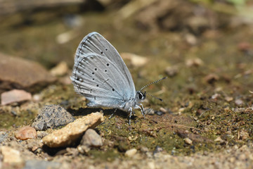 Butterfly Cupido decoloratus, Little blue butterfly. Eastern short-tailed blue butterfly