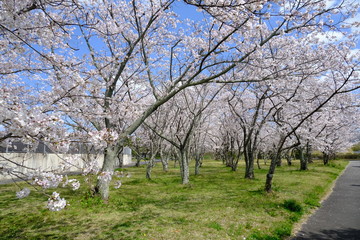 桜～運動公園～