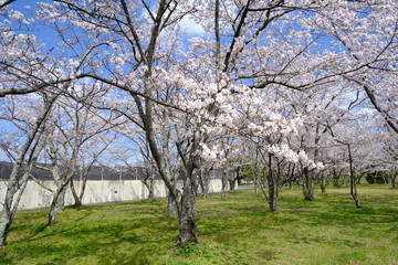 桜～運動公園～