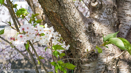 公園に咲き乱れる桜