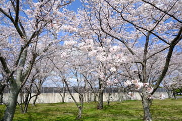 桜～運動公園～
