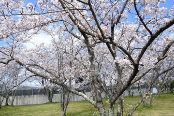 桜～運動公園～