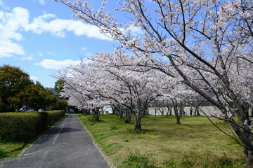桜～運動公園～