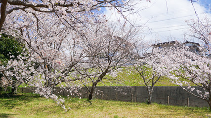 公園に咲き乱れる桜