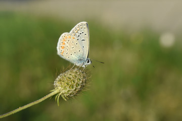 Common Blue or Polyommatus icarus, Small blue butterfly in nature