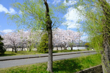 桜～運動公園～