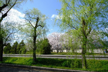 桜～運動公園～