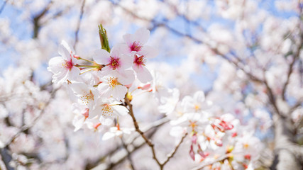 咲き乱れる桜