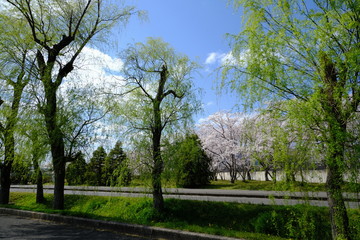 桜～運動公園～